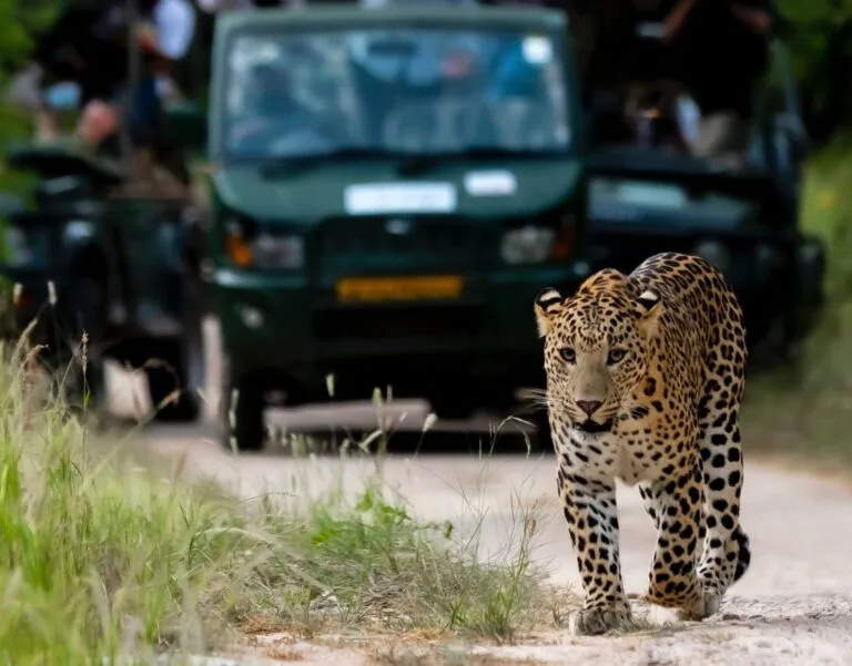 Leopard safari encounter — Traditional Eco, Rajasthan Leopard safari encounter — Traditional Eco, Rajasthan